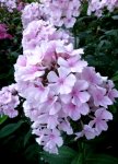 Phlox 004.jpg