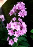 Phlox 005.jpg