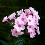 Phlox 013.jpg