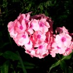 Phlox 019.jpg