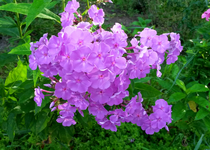 Phlox 021.webp