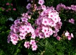 Phlox 022.jpg