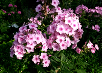 Phlox 022.webp