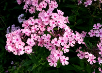 Phlox 023.webp