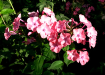Phlox 024.webp