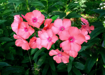 Phlox 025.webp