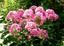 Phlox 026.webp