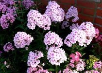 Phlox 027.webp