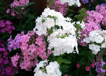 Phlox 028.webp