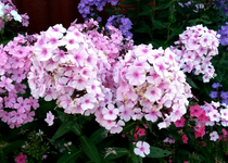 Phlox 029.webp
