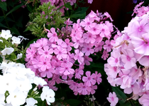 Phlox 030.webp