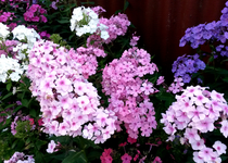 Phlox 031.webp