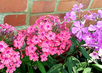 Phlox 032.webp
