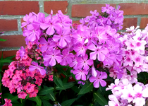 Phlox 033.webp