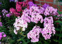 Phlox 034.webp