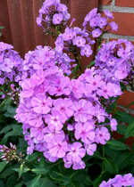 Phlox 035.webp