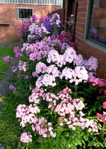 Phlox 036.webp
