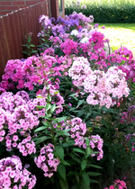 Phlox 037.webp