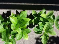 20170807_111150.webp