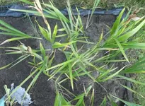 Iris spu 10.webp