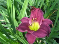 sil.midnight_1024x768.JPG