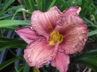 mapping carolina_1024x768.webp