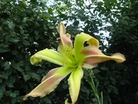 triade_1024x768.webp