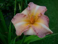 DSCI0596.webp