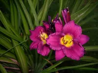 DSCI0597.webp
