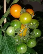 IMG_20170807_210730.webp