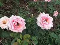 DSCI1751 (2).webp