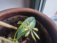 schefflera02.webp