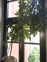 schefflera01.webp