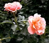20170723_195414.2.jpg