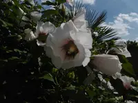 P1010633.webp