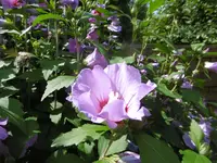 P1010630.webp