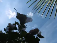 P1010650.webp