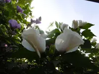 P1010648.webp