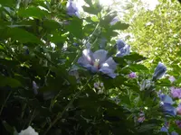 P1010647.webp