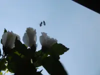 P1010646.webp