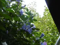 P1010645.webp