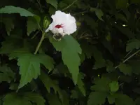 P1010636.webp