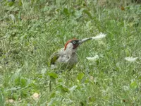 P1020208.webp
