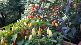 20170808_110953.webp
