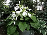DSC01377.webp