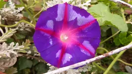 Winde lila blau.jpg
