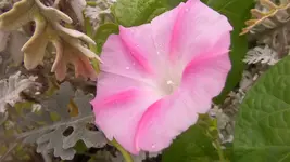 Winde rosa (3).webp