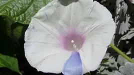 Winde weiss blau.jpg