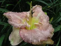 mildred mitchel_1024x768.webp