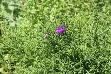 IMG_3284.jpg